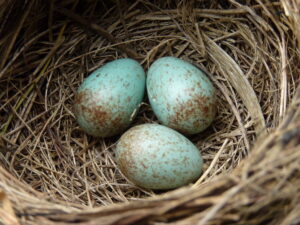 Blackbird nest | The Path to Parenthood, Part 1: FERTILITY
